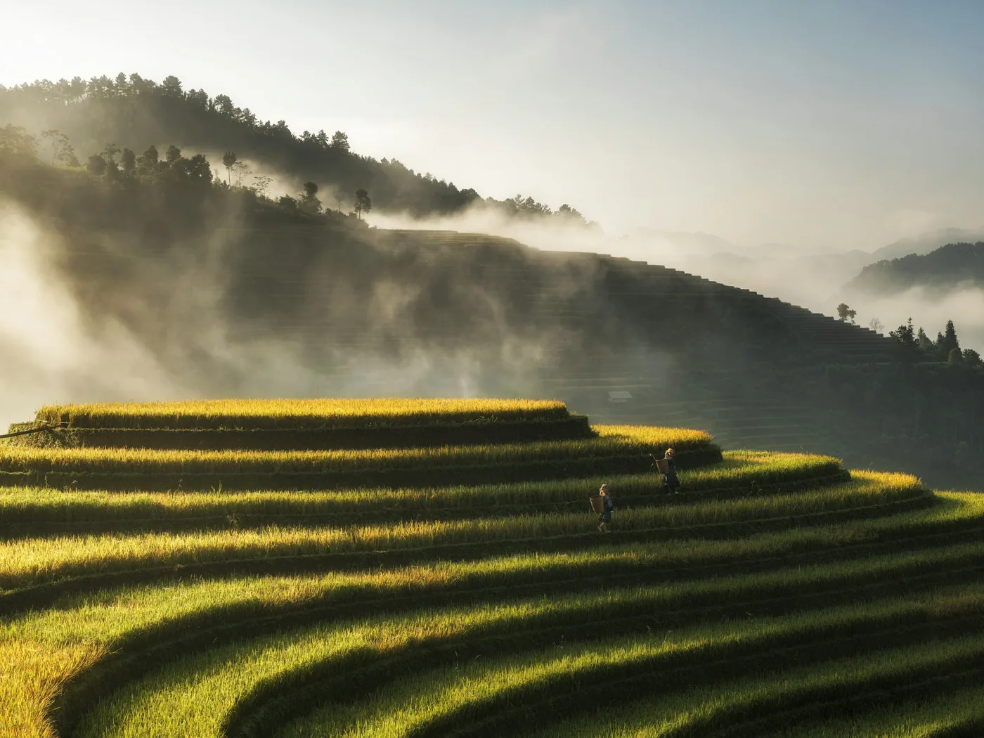 Mist over the Muong Hoa valley and its terraced fields